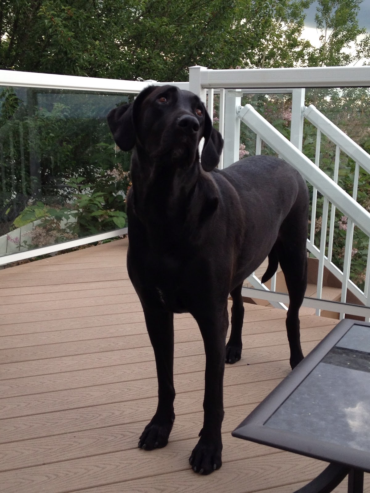 Labradane Size - 1200x1600 - jpeg Labradane Size